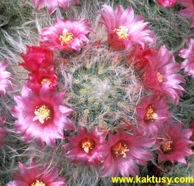 Mammillaria bocasana v. roseiflora 15s/5