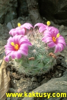 Mammillaria boolii  15s/5