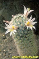 Mammillaria bullardiana 15s/5