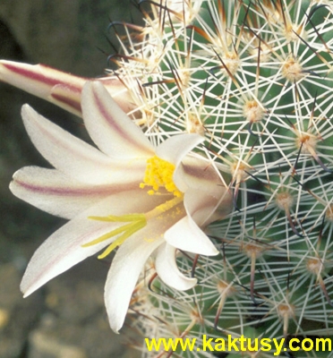 Mammillaria bullardiana 15s/5