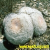 Mammillaria candida 15s/5