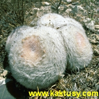 Mammillaria candida 15s/5