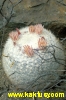 Mammillaria candida (snehobila) 15s/5