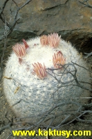 Mammillaria candida (snehobila) 15s/5