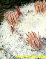 Mammillaria candida (snehobila) 15s/5