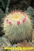 Mammillaria celsiana 15s/5