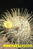 Mammillaria duwei  15s/7