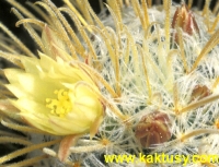 Mammillaria duwei  15s/7