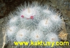 Mammillaria geminispina 15s/5