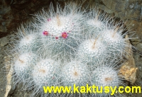 Mammillaria geminispina 15s/5