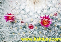 Mammillaria geminispina 15s/5