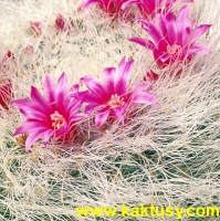 Mammillaria hahniana 15s/5