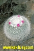 Mammillaria hahniana v. giselana  20s/6