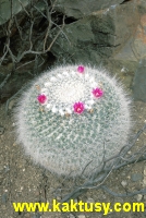 Mammillaria hahniana v. giselana  20s/6