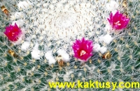 Mammillaria hahniana v. giselana  20s/6