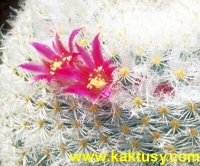 Mammillaria lanata 15s/7