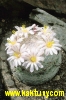 Mammillaria lenta  10s/7