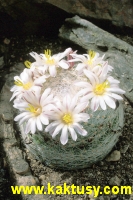 Mammillaria lenta  10s/7