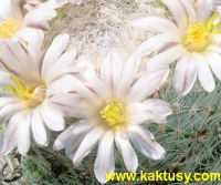 Mammillaria lenta  10s/7