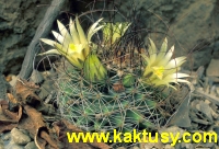 Mammillaria lewisiana 15s/5