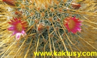 Mammillaria magnifica 15s/5