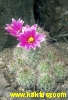 Mammillaria mazatlanensis 20s/5