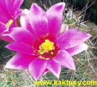 Mammillaria mazatlanensis 20s/5