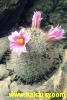 Mammillaria microcarpa v. grahamii  12s/7