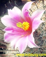 Mammillaria microcarpa v. grahamii  12s/7