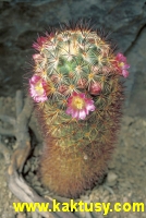 Mammillaria microheliopsis 15s/5