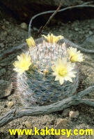 Mammillaria nana (miniaturka!) 20s/6