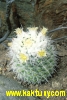 Mammillaria nejapensis 20s/5