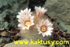 Mammillaria pennispinosa (krasna miniatura!) 10s/5