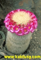 Mammillaria pitcayensis 15s/5