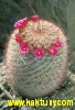 Mammillaria recoi  10s/7