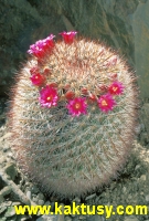 Mammillaria recoi  10s/7