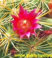 Mammillaria rekoi v. aureispina 20s/7