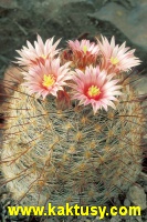 Mammillaria santaclarensis 15s/5