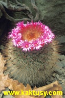 Mammillaria spinosissima  20s/15