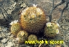 Mammillaria zacatecasensis 10s/6