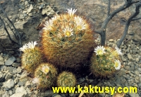 Mammillaria zacatecasensis 10s/6