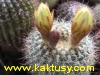 Notocactus apricus v. aureus  10s/7