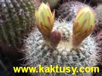 Notocactus apricus v. aureus  10s/7