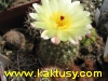 Notocactus concinus v. elegans  10s/7