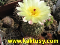 Notocactus concinus v. elegans  10s/7