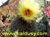 Notocactus concinus v. eremiticus  10s/7