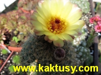 Notocactus concinus v. eremiticus  10s/7