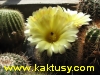 Notocactus eugeniae 15s/5