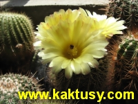 Notocactus eugeniae 15s/5