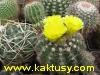 Notocactus linkii  20s/5